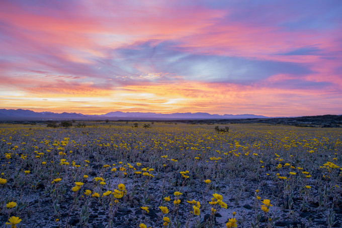Field of flowers with a sunset in the background 