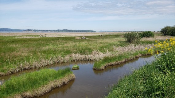 A view of a river running through a marsh.