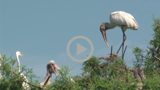 Wood storks gather in Florida trees