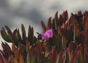 Close up of an ice plant