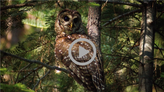 A spotted owl perches in a tree in a forest.
