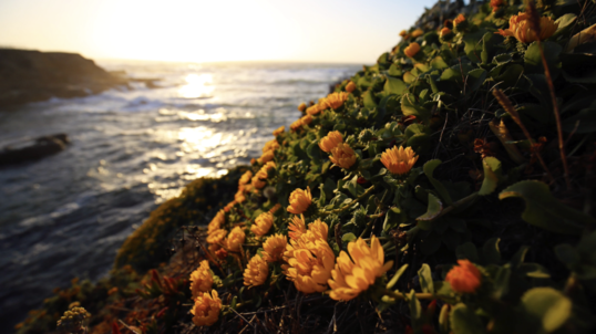 Yellow flowers bloom on the coastal bluffs during sunset.