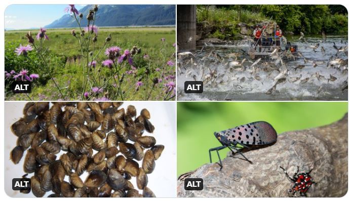 A collage of four photos showing spotted knapweed, silver carp, quagga mussels and a spotted lantern fly. 