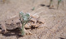 Lizard in the desert 