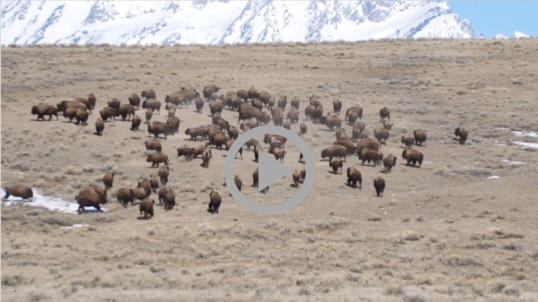 A herd of bison run across a grassy field with a snow-covered mountain in the distance. 