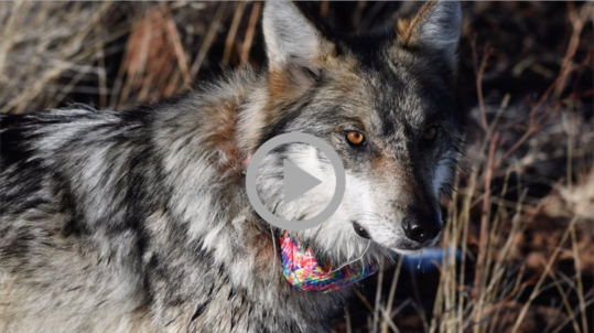 A Mexican wolf wearing an ID collar.