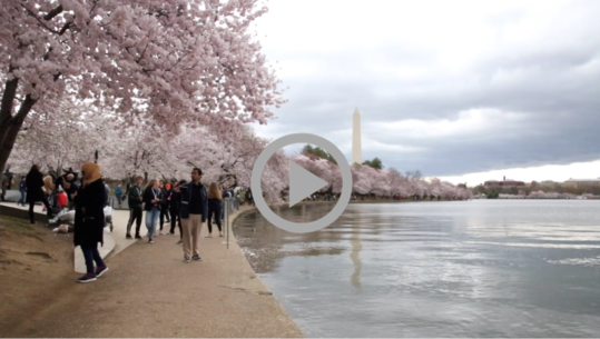 Tourists admire Japanese cherry trees blooming along the Tidal Basin. 