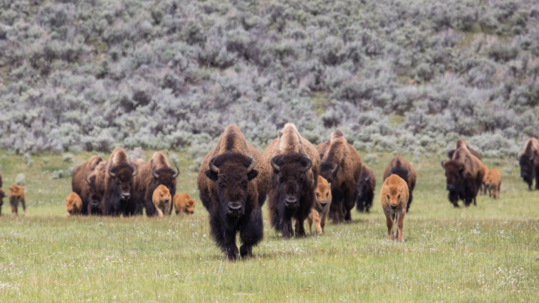 Bison herd with calves walking in a field.