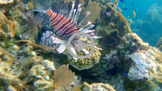 A lionfish swims next to a coral reef