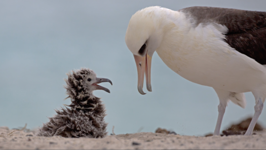 A white and brown Laysan albatross shares a heartwarming moment of love with its chick. 