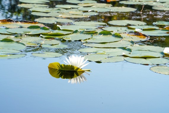 A group of lilly pads in a marsh