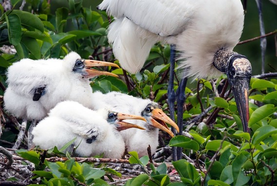 A wood stork with three babies