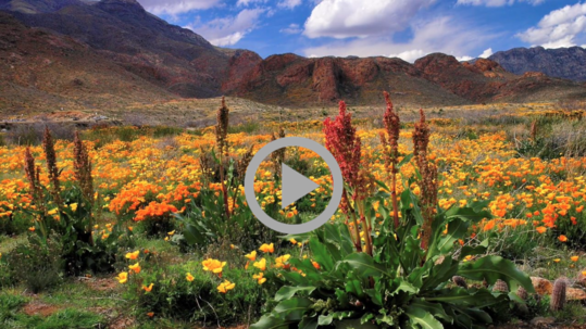 Colorful desert plants bloom in the foreground as mountains rise in the background. 