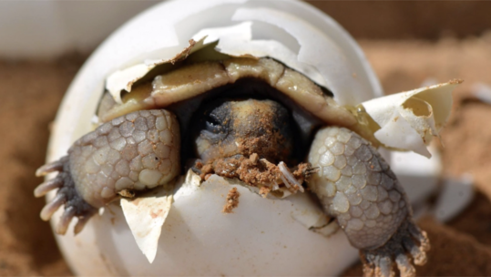 A baby desert tortoise hatches out of its egg.
