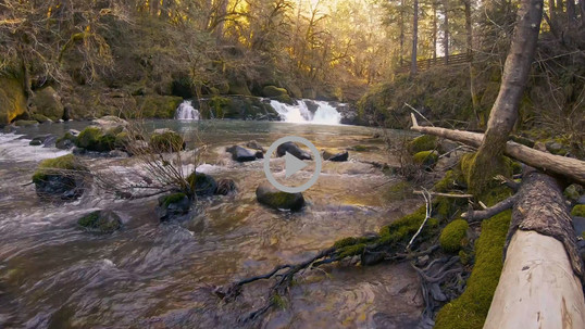 A creek flowing over rocks and branches, surrounded by trees in front of a sunrise