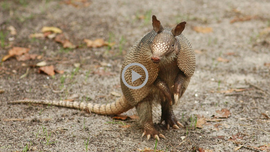 An armadillo with yellow scales and long tail stands on its hind legs alert and ready to take off from danger