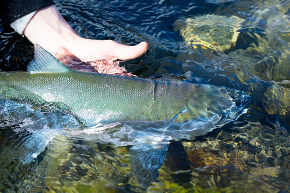 A salmon on Buskin River