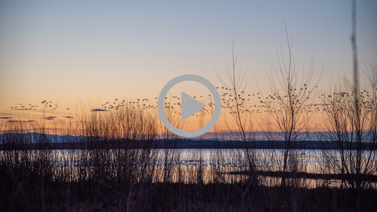 Birds fly over a national wildlife refuge as the sun sets.