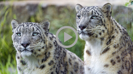 Two snow leopards sit next to each other with their blue eyes, grey and white fur and dark spots.
