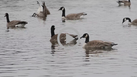 Several geese swim and look for food in a river