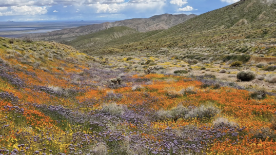 Orange, purple and yellow wildflowers blanket the hillsides of Jawbone Canyon Off-Highways Vehicle Area in southern California.