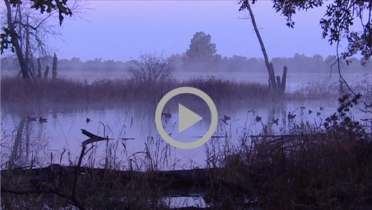Morning fog rises above a gloomy, grass-lined stream, as ducks float by. 