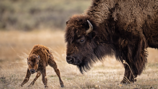 A newborn bison calf learns how to hold itself up for the first time while its mom observes.