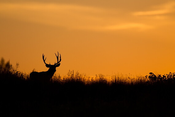 The silhouette of a deer can be seen standing in front of a sunset.