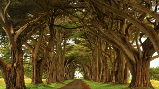 A dirt road goes straight between a tunnel of large cypress trees.
