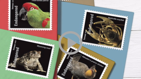 Images of the new postage stamps bearing the images of various endangered species