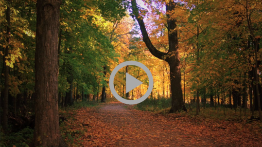 A recreation trail covered in fallen leaves, winds its way through a colorful autumn forest. 