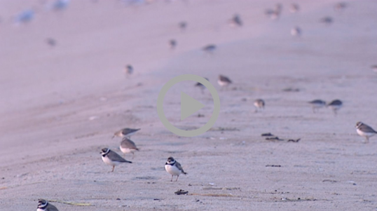 Small black and white birds hop around on the sand. 