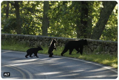 A bear and her cubs cross the road and head into the woods.