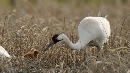 An adult whooping crane with white plumage and a crimson face bends down to attend to its baby in a marsh. 