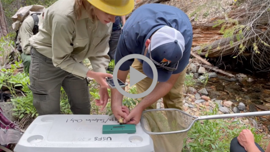 Wildlife workers measure the size of a small frog before releasing it into the wild.