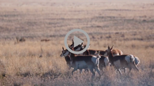 A small herd of pronghorn deer make its way across Idaho’s sagebrush steppe.