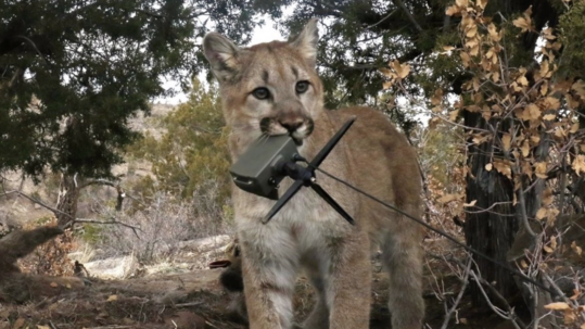 A young, tan cougar holds a camera set up in its mouth with trees and shrubs in the background. 