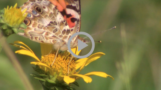 A butterfly perches on a flower.