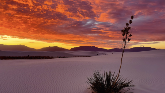 A fiery sunset lights up the sky while a soap tree yucca provides some contrast to the stark white sand dunes. 