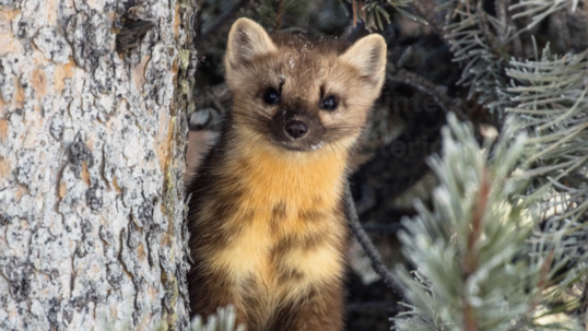 A curious tan and brown American marten sits in a tree and looks out into the distance.