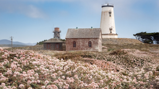 Light pink flowers cover a grassy and hilly coastline with a white lighthouse and a small brick building in the background. 