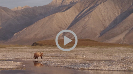 A Kodiak bear walks along the shore of an arctic lake as mountains rise in the background.