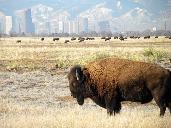 A bison stands on grasslands in a large urban wildlife refuge. Another group of bison graze in the distance. 