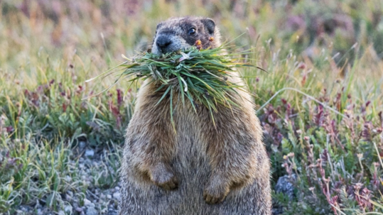 A hoary marmot stands on its hind legs with a mouth full of grass.