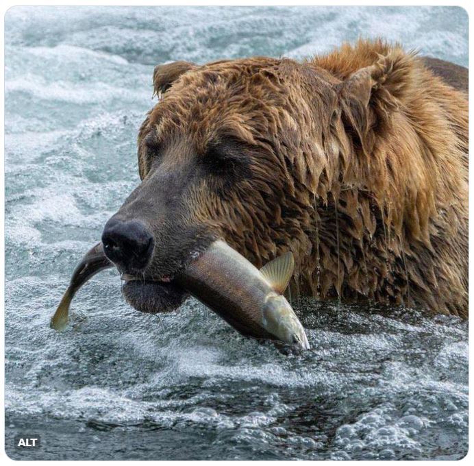 Bear 480 (Otis) in the water with salmon in mouth at Katmai National Park & Preserve. Photo by L.Law