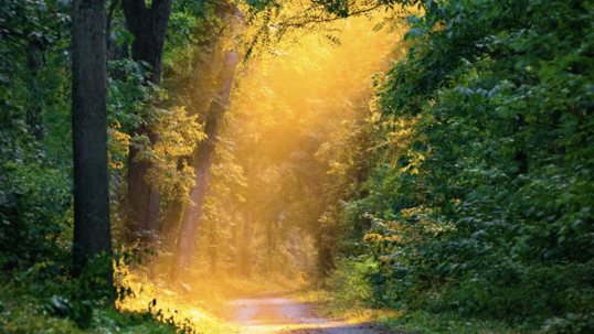 Bright yellow sunlight shines down through a canopy of trees onto a hiking trail. 
