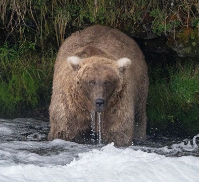 Winner winner, salmon dinner! Bear 128 Grazer standing in rushing water. NPS/ Jimenez