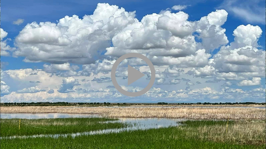 A view of a wetland with lots of puffy white clouds in the bright blue sky above. 