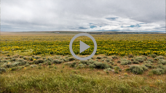 A landscape with rolling hills, several types of native grasses, sagebrush and yellow wildflowers. Gray clouds fill the sky above.