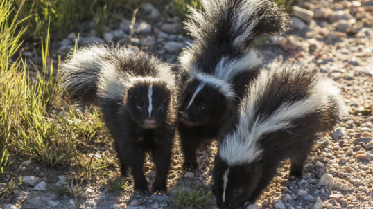 Three curious young black and white skunks are on an evening stroll on a rocky trail. 